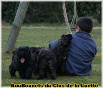 bouvier des flandres photo chiot - Elevage Clos Luette -  COPYRIGHT DEPOSE